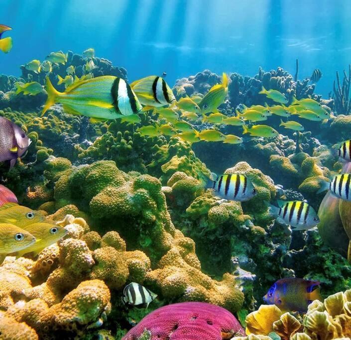 شقة Cocon Tropical فيو-هابيتانتيس المظهر الخارجي الصورة
